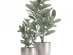 ornamental plants in a pot for the interior 687 3D Model