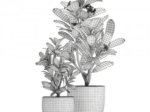 ornamental plants in a pot for the interior 687 Modelo 3D