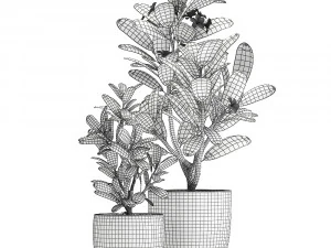 ornamental plants in a pot for the interior 687 3D Model