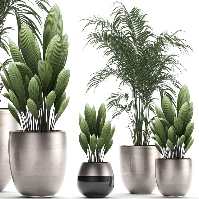 decorative plants in a pot for the interior 689 3D Модель .c4d .max .obj .3ds .fbx .stl .blend 