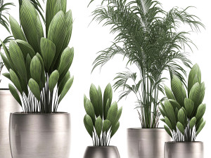 decorative plants in a pot for the interior 689 3D Модель