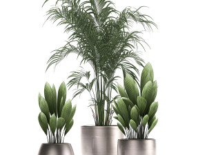 decorative plants in a pot for the interior 689 3D Модель