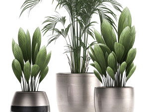 decorative plants in a pot for the interior 689 3D Модель