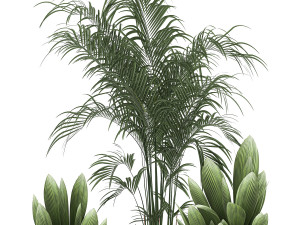 decorative plants in a pot for the interior 689 3D Модель