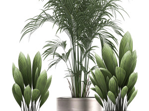 decorative plants in a pot for the interior 689 3D Модель