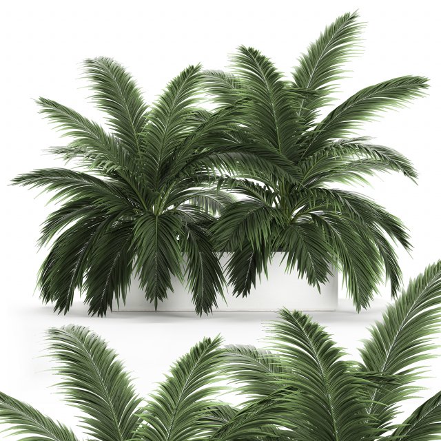 decorative palm in a flowerpot 690 Modèle 3D .c4d .max .obj .3ds .fbx .stl .blend 