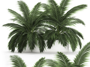 decorative palm in a flowerpot 690 3D Модель
