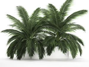 decorative palm in a flowerpot 690 Modèle 3D