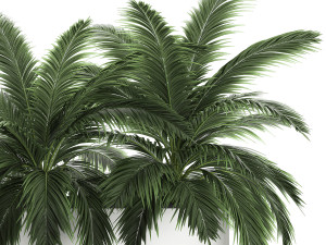 decorative palm in a flowerpot 690 Modèle 3D