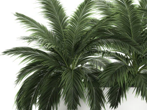 decorative palm in a flowerpot 690 3D Model