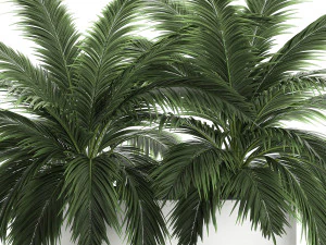 decorative palm in a flowerpot 690 3D Model