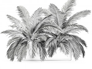 decorative palm in a flowerpot 690 Modèle 3D
