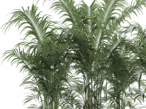 decorative palm in a flowerpot 691 3Dモデル