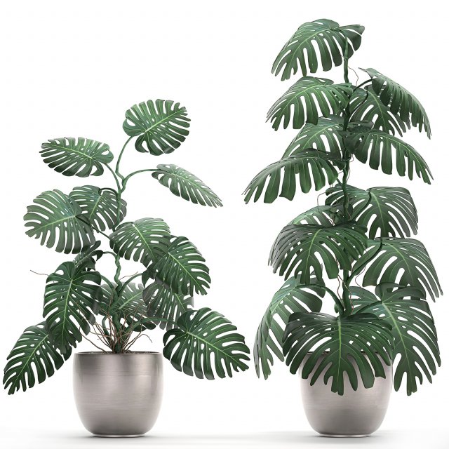 monstera in a pot for the interior 692 3D Model .c4d .max .obj .3ds .fbx .stl .blend 