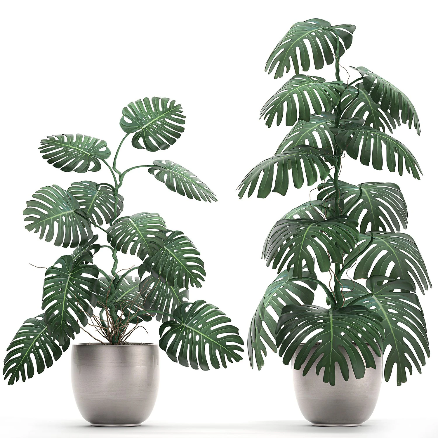 monstera in a pot for the interior 692 3D Model .c4d .max .obj .3ds .fbx .stl .blend 