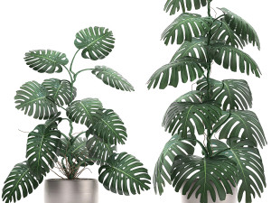 monstera in a pot for the interior 692 Modelo 3D