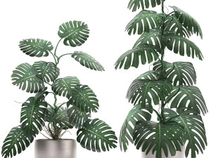 monstera en pot pour l'int&eacute;rieur 692 Modèle 3D