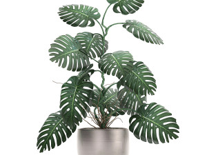 monstera in a pot for the interior 692 3D Model