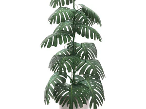 monstera in a pot for the interior 692 3D Model