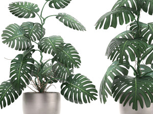 monstera in a pot for the interior 692 3D Model