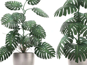 monstera in a pot for the interior 692 3D Model