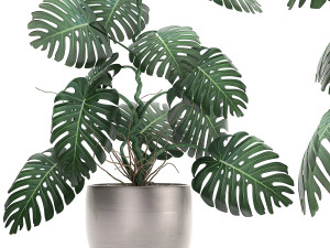 monstera in a pot for the interior 692 3D Model
