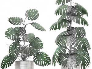 monstera in a pot for the interior 692 3D Model