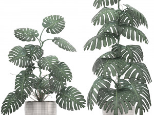 monstera in a pot for the interior 692 3D Model