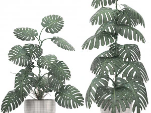 monstera in a pot for the interior 692 3D Model
