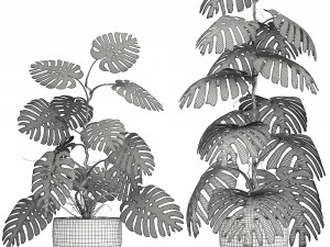 monstera in a pot for the interior 692 3D Model