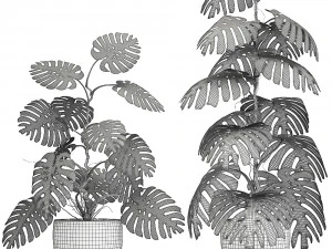 monstera in a pot for the interior 692 3D Model
