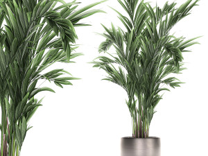 decorative palm in a flowerpot 693 Model 3D