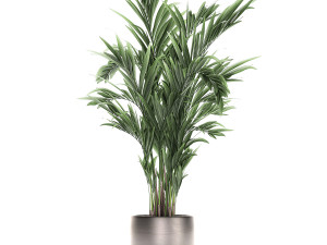decorative palm in a flowerpot 693 3Dモデル