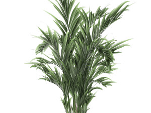 decorative palm in a flowerpot 693 3Dモデル