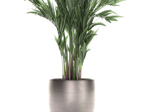 decorative palm in a flowerpot 693 3Dモデル