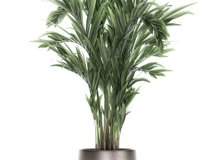 decorative palm in a flowerpot 693 3Dモデル