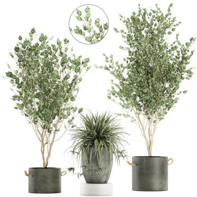 plants in a black pot for the interior 694 3D Модель .c4d .max .obj .3ds .fbx .stl .blend 