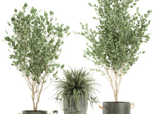 plants in a black pot for the interior 694 3D Модель