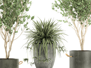 plants in a black pot for the interior 694 3D Модель