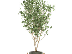 plants in a black pot for the interior 694 3D Модель