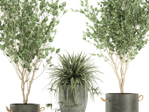 plants in a black pot for the interior 694 3D Модель