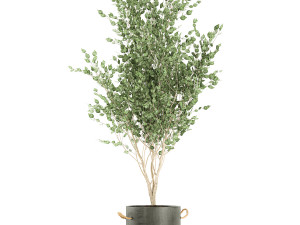 plants in a black pot for the interior 694 3D Модель