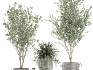plants in a black pot for the interior 694 3D Модель