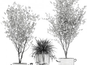 plants in a black pot for the interior 694 3D Модель