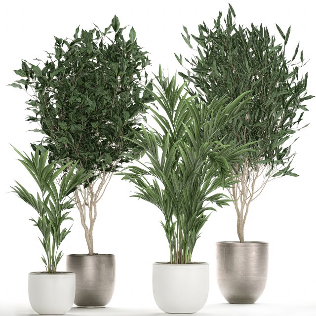plants in a black pot for the interior 695 Modelo 3D .c4d .max .obj .3ds .fbx .stl .blend 