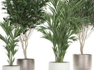 plants in a black pot for the interior 695 Modelo 3D