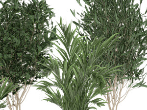 plants in a black pot for the interior 695 Modelo 3D