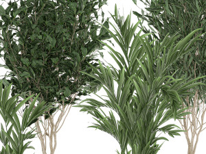 plants in a black pot for the interior 695 Modelo 3D
