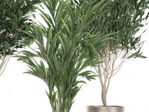 plants in a black pot for the interior 695 Modelo 3D
