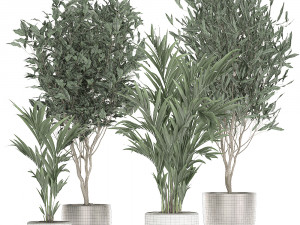 plants in a black pot for the interior 695 Modelo 3D